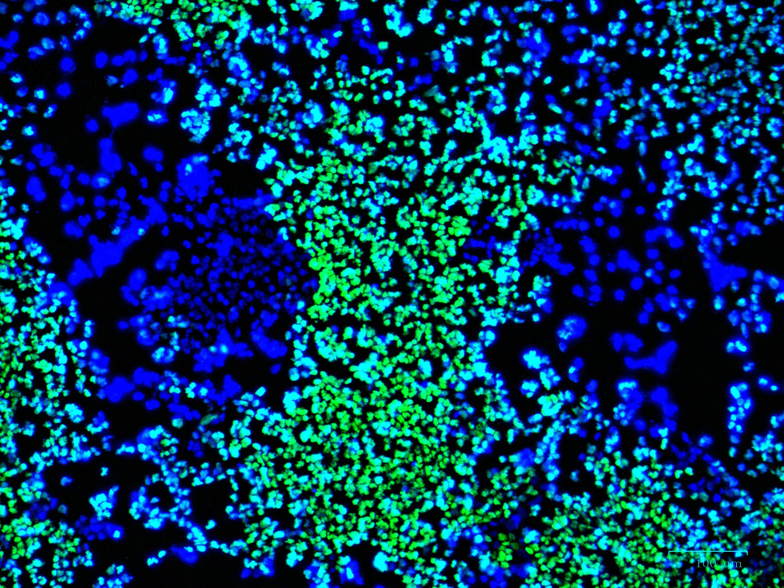 SCERM Lab Research Image 3